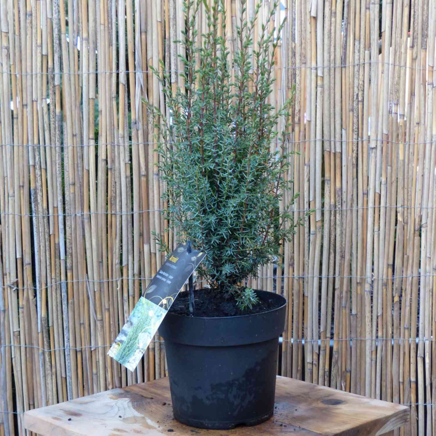 Heidewachholder 'Arnold'