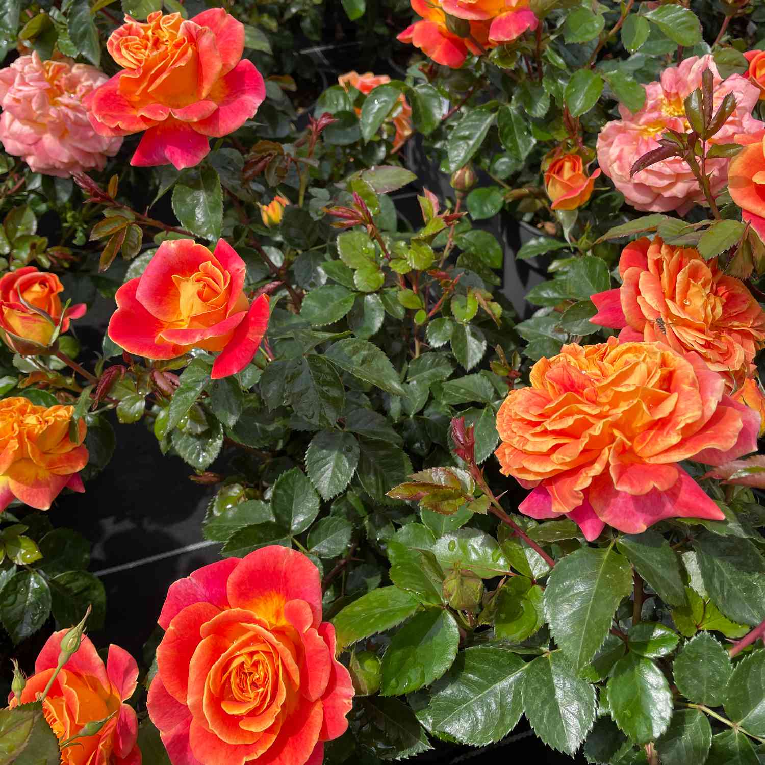 Beetrose 'Gold Espresso®'  Beetrose 'Gold Espresso®'