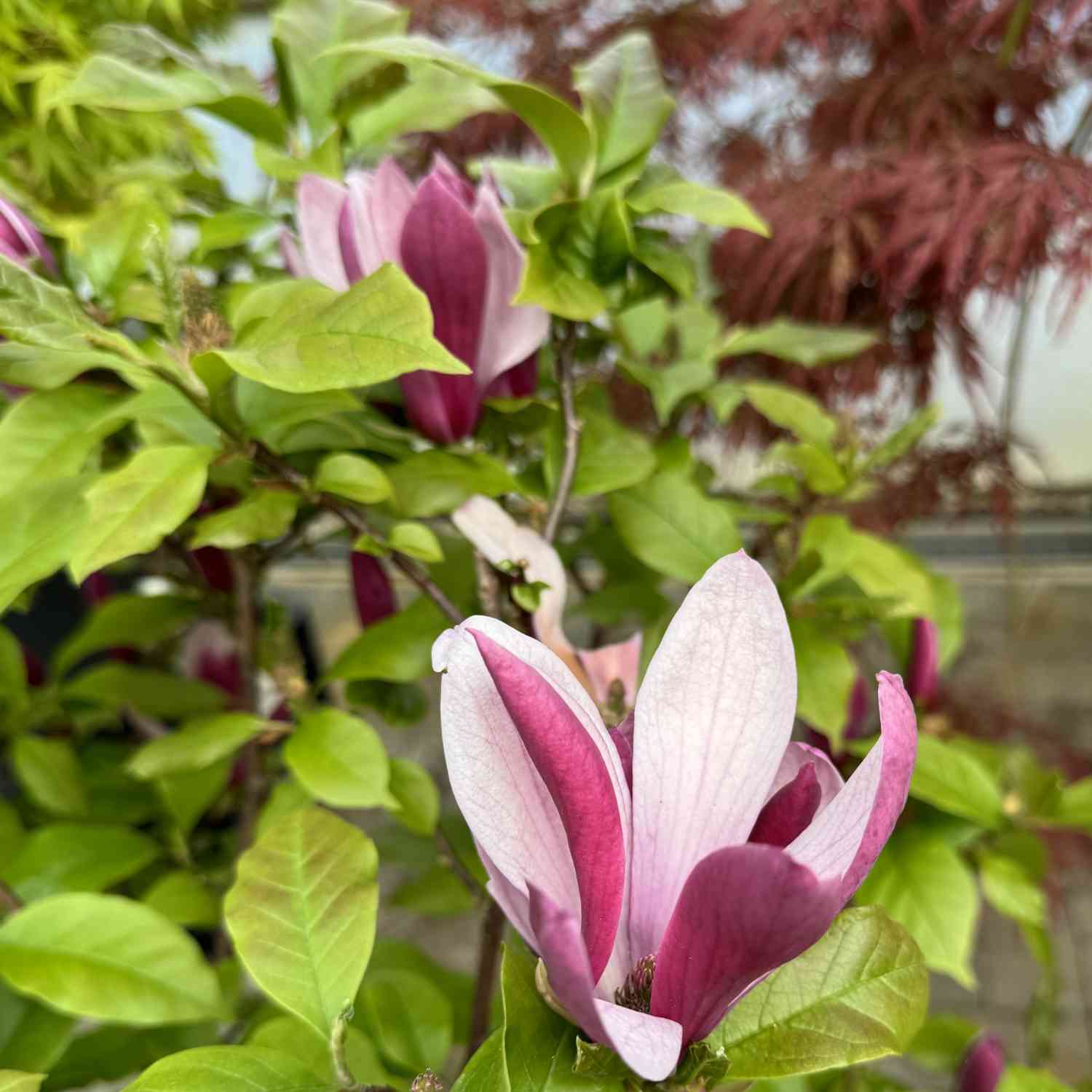 Purpurmagnolie 'Susan'