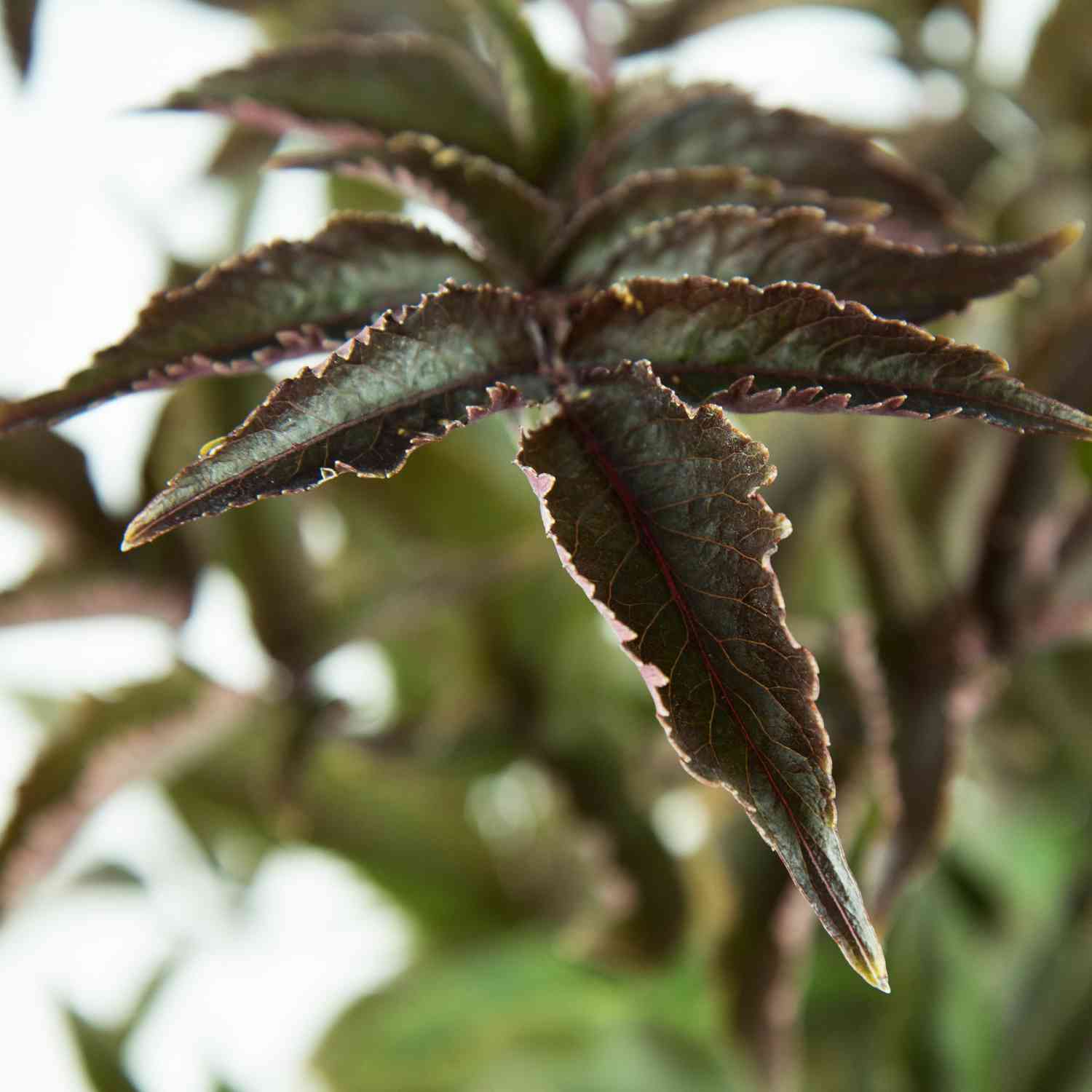 Dunkellaubige Säulen-Holunder 'Black Tower' Dunkellaubige Säulen-Holunder 'Black Tower'