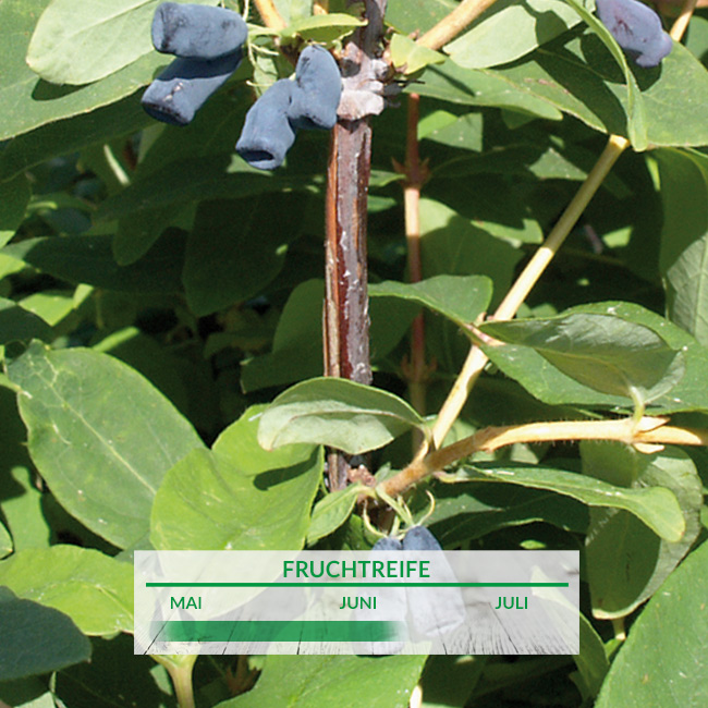 Sibirische Blaubeere 'Atut' Liefergröße: 30-40 cm