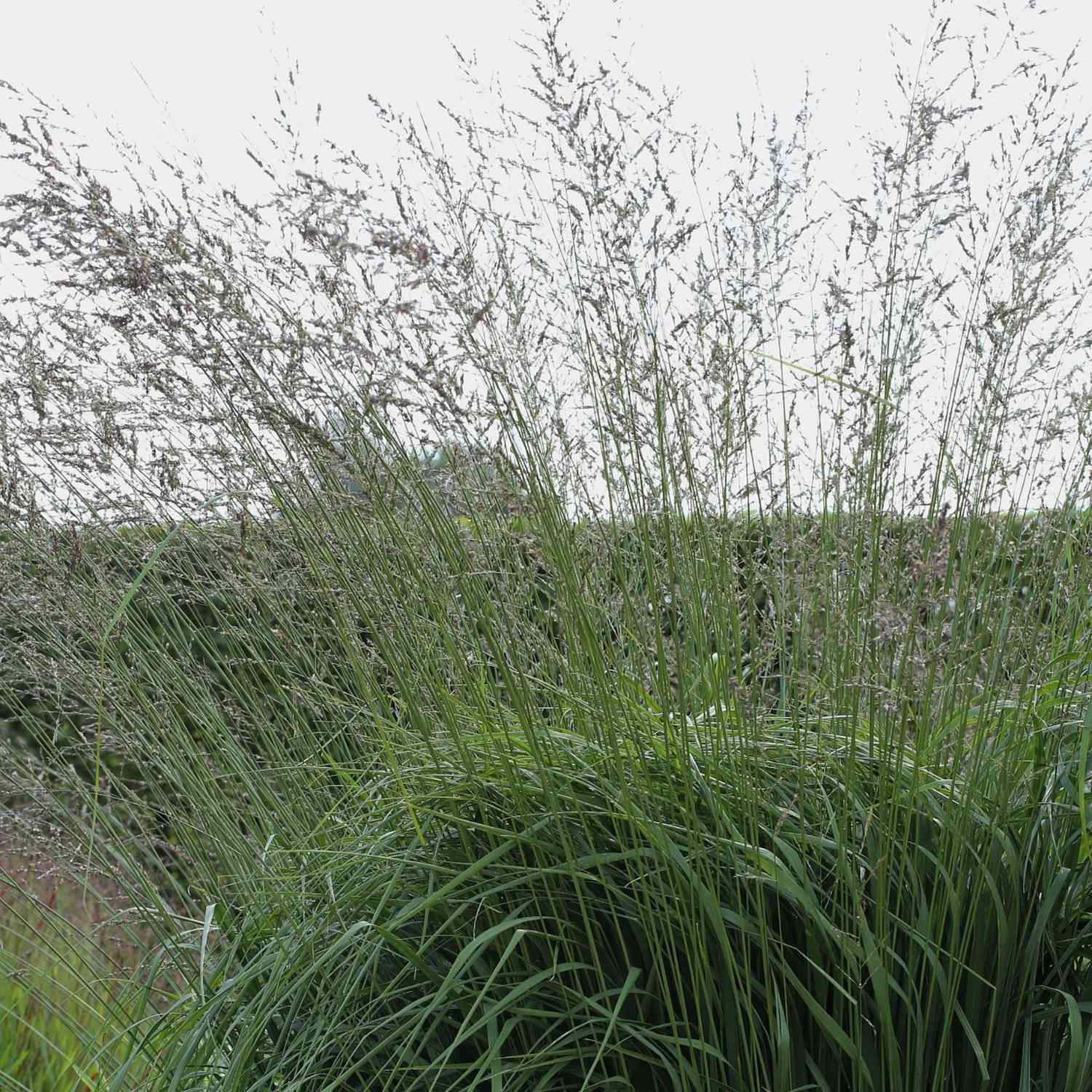 Hohes Pfeifengras 'Windspiel'