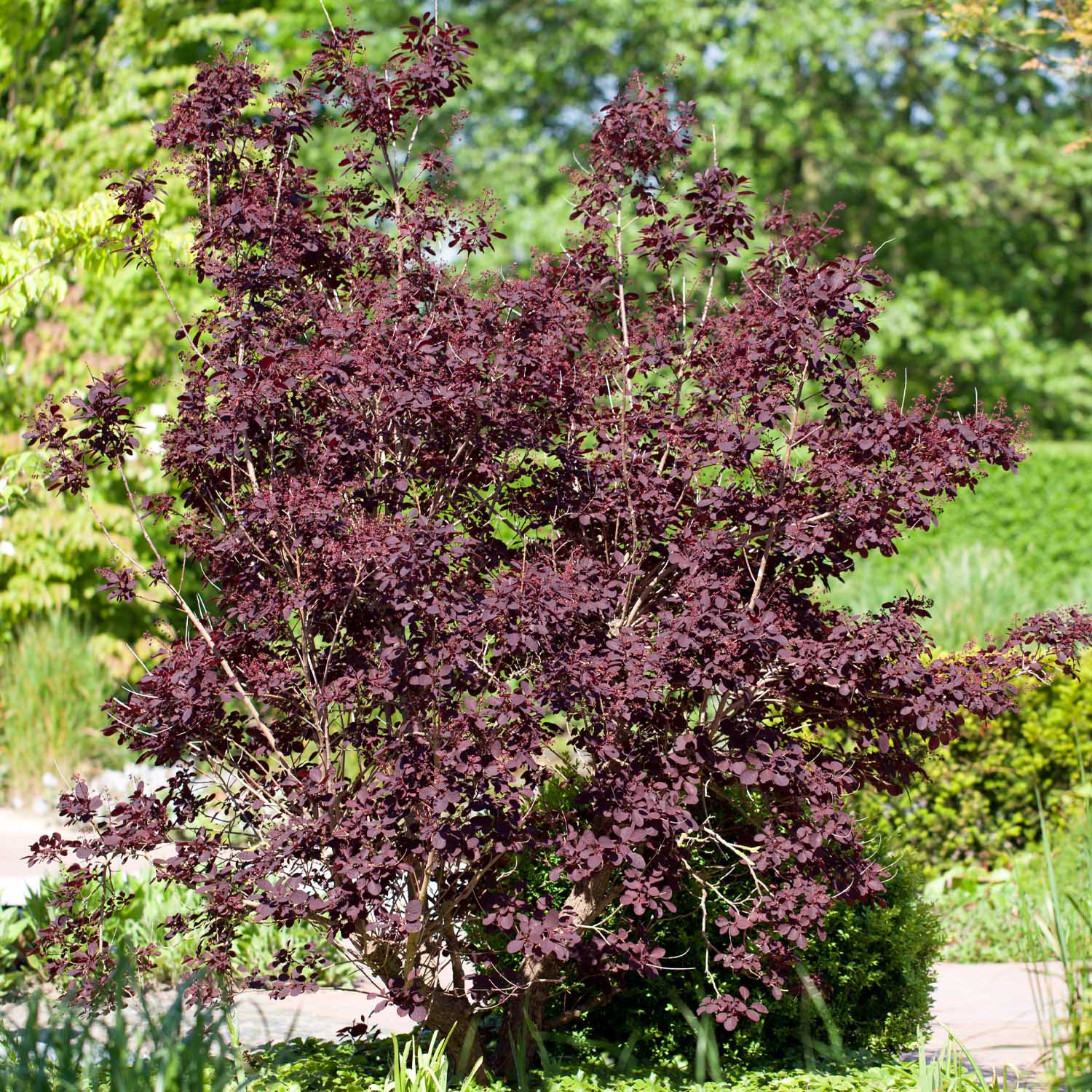 Perückenstrauch 'Royal Purple'