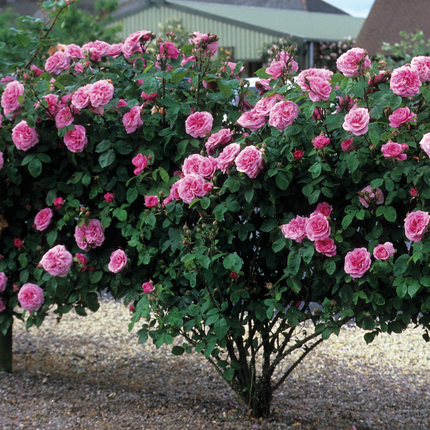David Austin-Rose 'Gertrude Jekyll®' - AGM-Rose David Austin-Rose 'Gertrude Jekyll®' - AGM-Rose