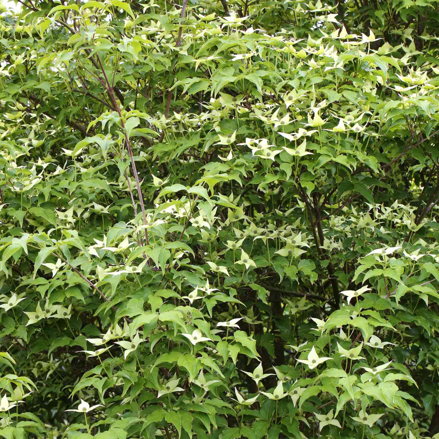 Chinesischer Blumen-Hartriegel 'Milky Way'