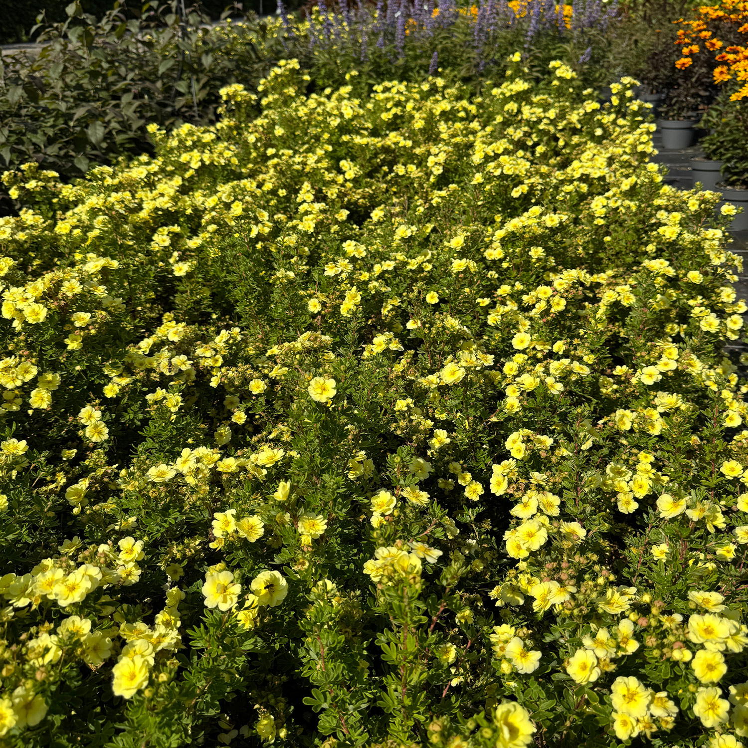 Fingerstrauch 'Lemon Meringue'