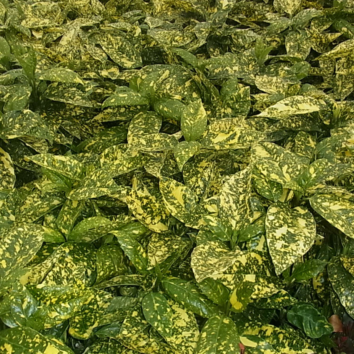 Japanische Aukube 'Crotonifolia' 3 Liter Container, 30 - 40 cm Liefergröße: 30 - 40 cm