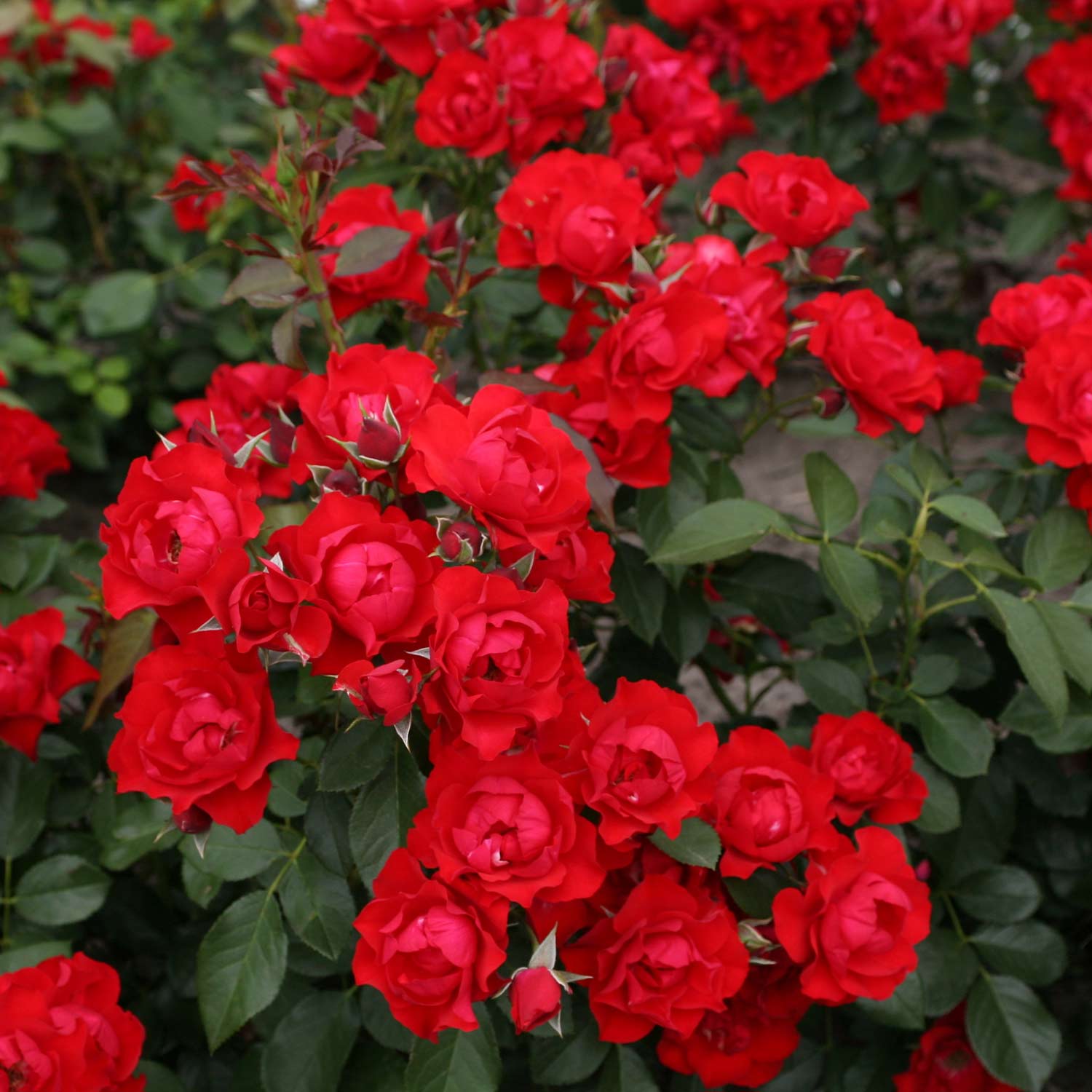 Beetrose 'Black Forest Rose®'