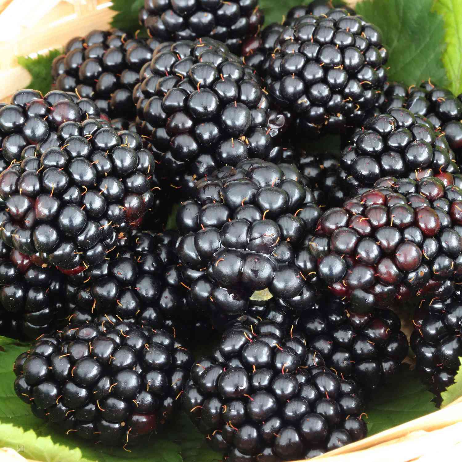 Brombeere 'Triple Crown'
