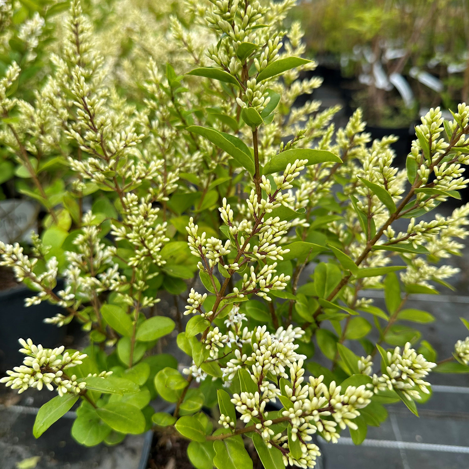 Ovalblättriger Liguster 'Magical Black Pearl'