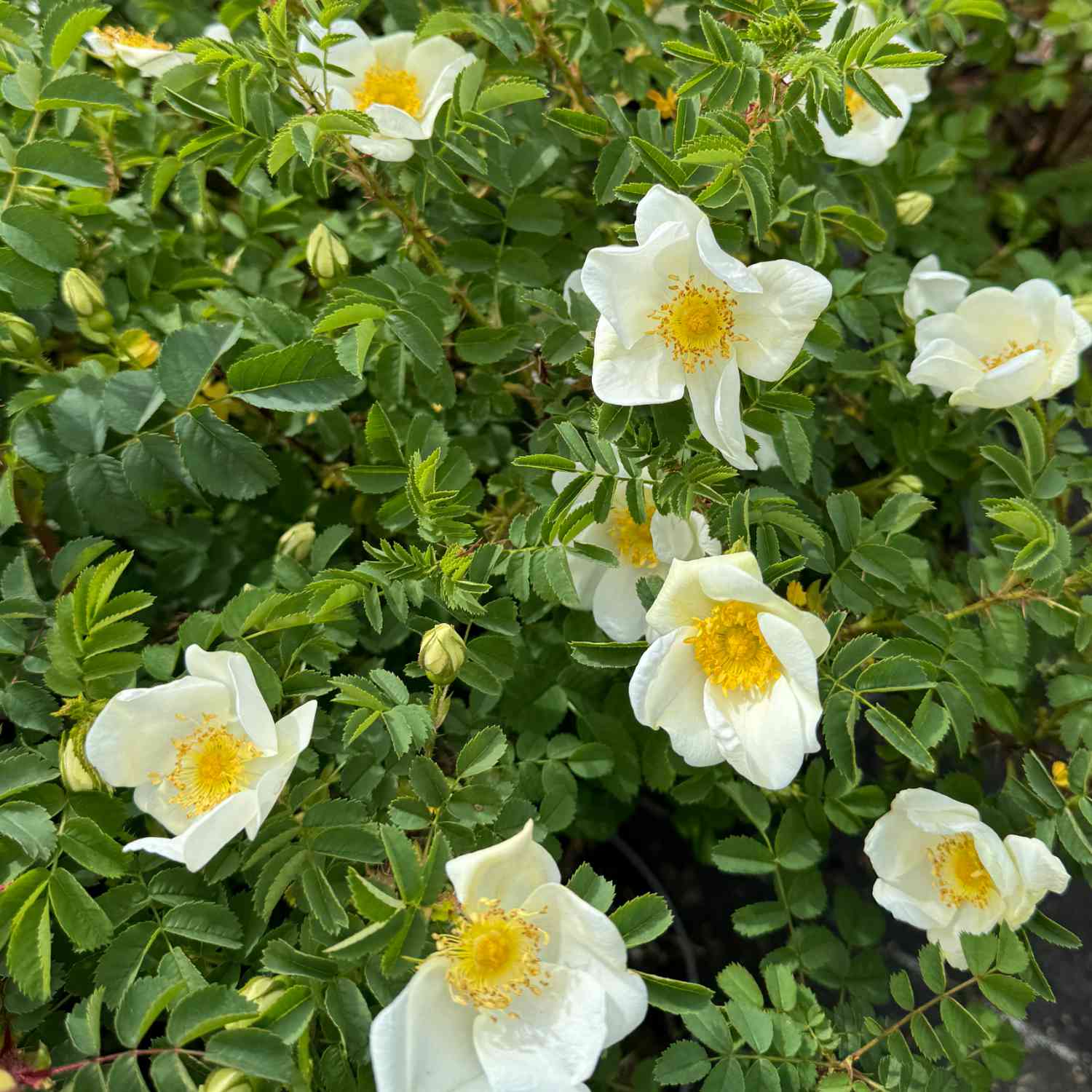 Kriechrose / Feldrose Kriechrose / Feldrose