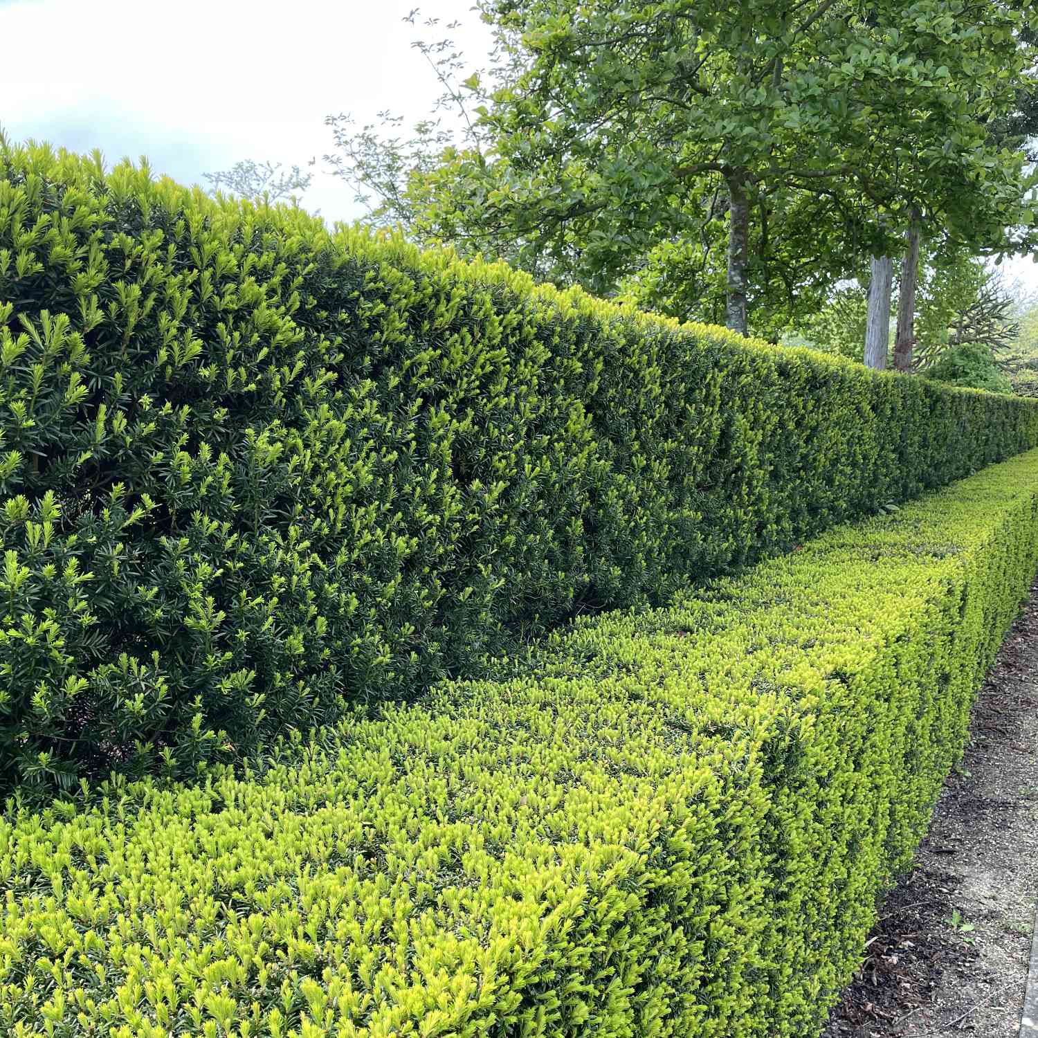 Europäische Eibe Europäische Eibe