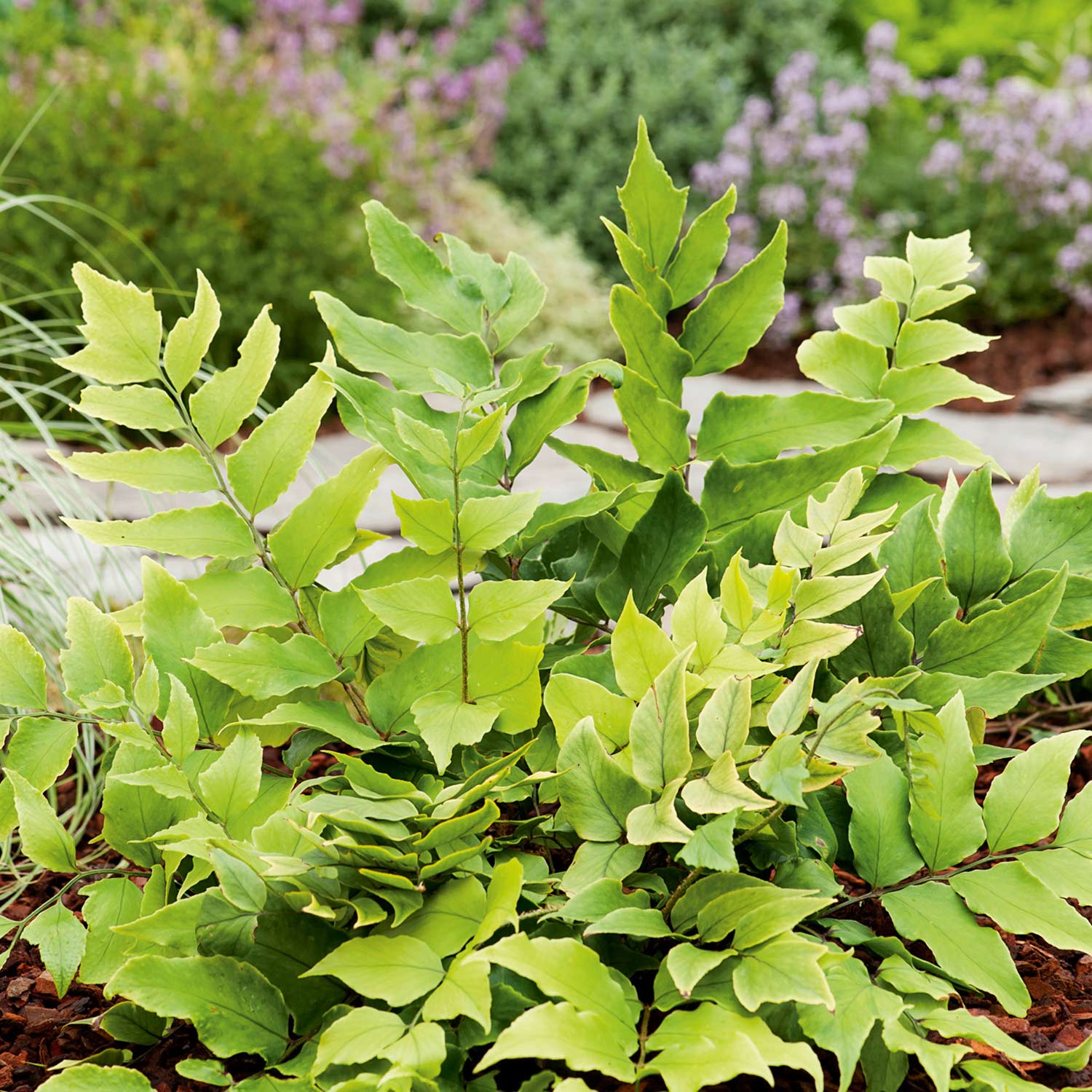 Sichelfarn 'Fortunei' Liefergröße: 20 cm