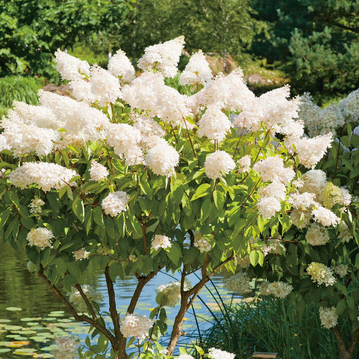 Rispenhortensie 'Grandiflora' - Der Klassiker 5 Liter Container, 60 - 80 cm Liefergröße: 60 - 80 cm