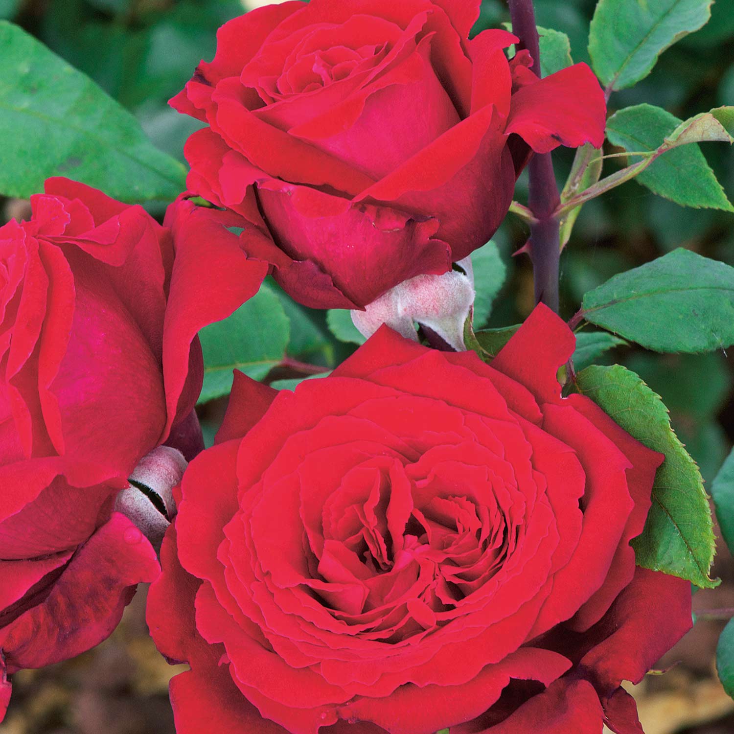 Nostalgische Edelrose 'Duftfestival®', 5 Liter, 3 starke Triebe, A-Qualität Liefergröße: 3 starke Triebe, A-Qualität