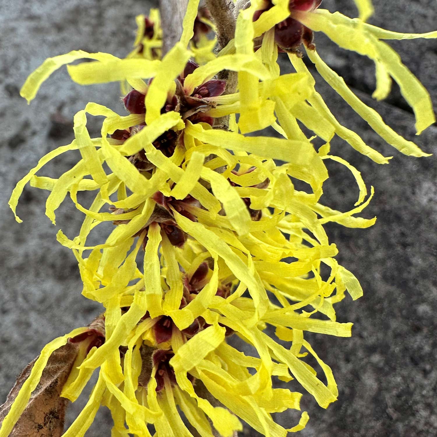 Kategorie <b>Blütensträucher und Ziergehölze </b> - Zaubernuss 'Pallida' Liefergröße: 60 - 80 cm - Hamamelis intermedia 'Pallida'