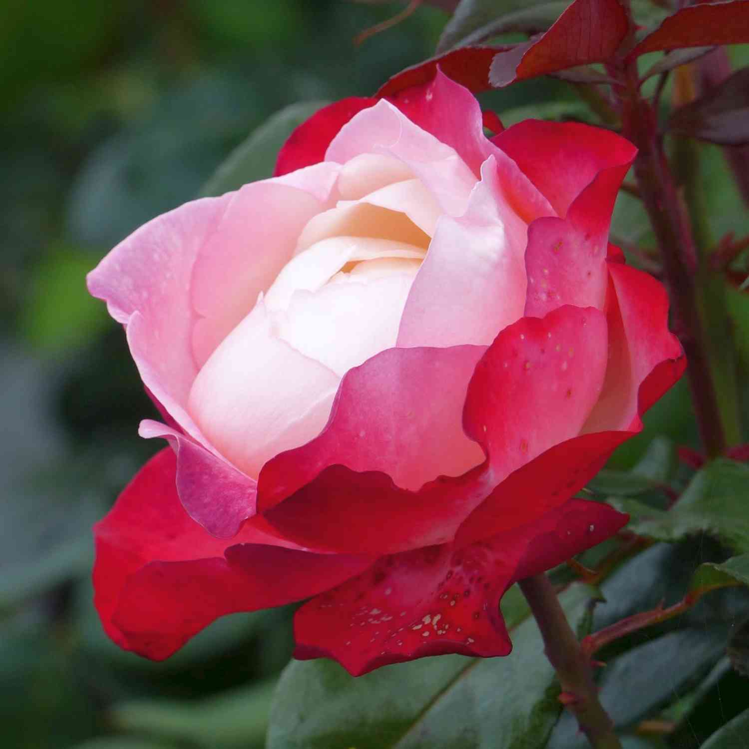 Nostalgische Edelrose 'Nostalgie®'