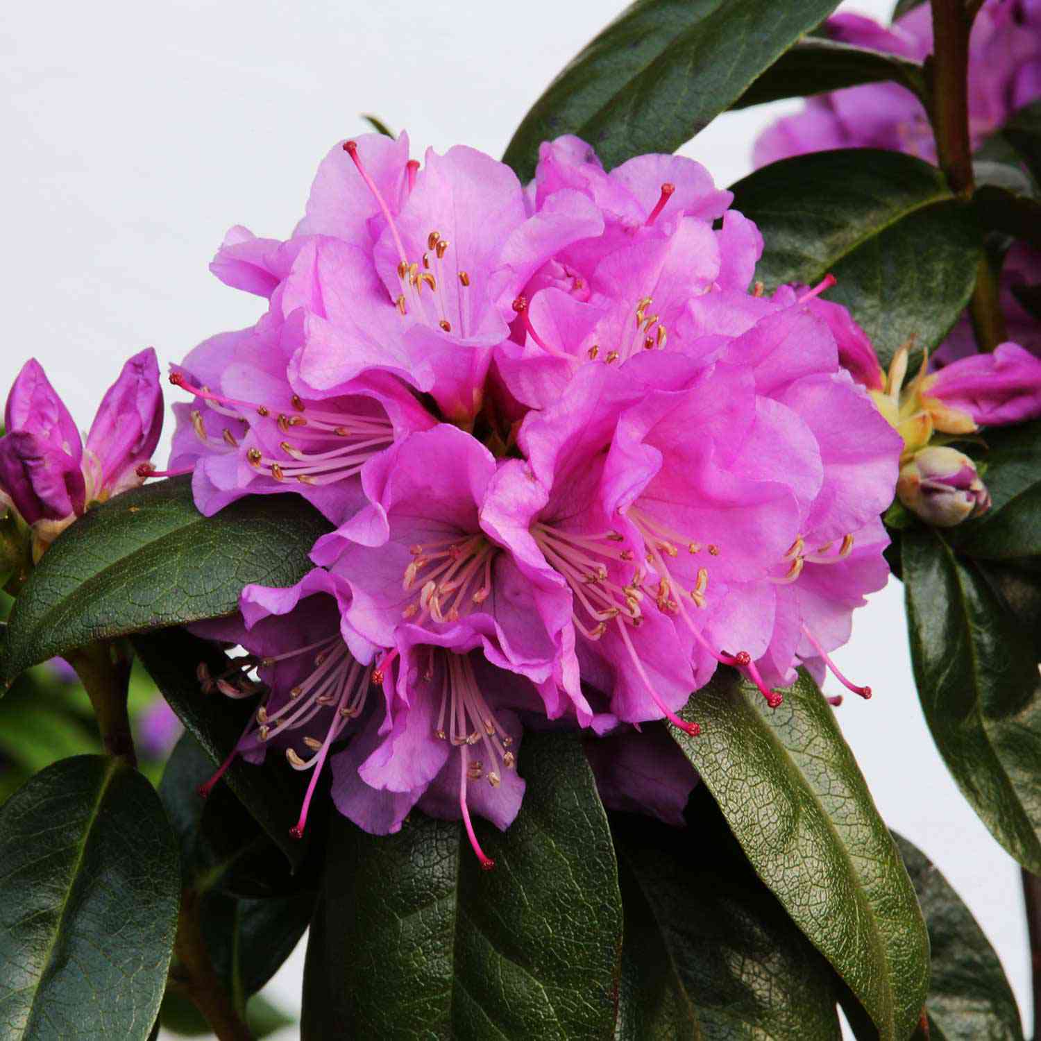 Zwerg-Rhododendron 'Praecox'