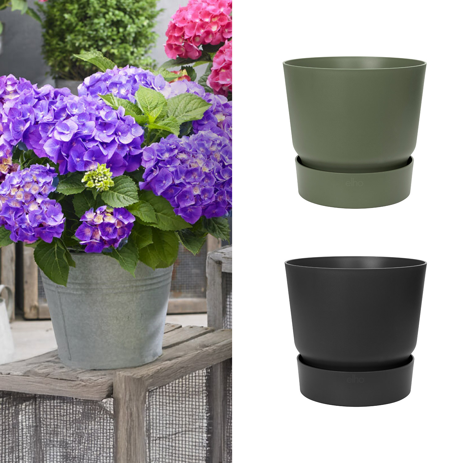 Zwerg-Hortensie 'Little Purple®' mit Topf Zwerg-Hortensie 'Little Purple®' mit Topf