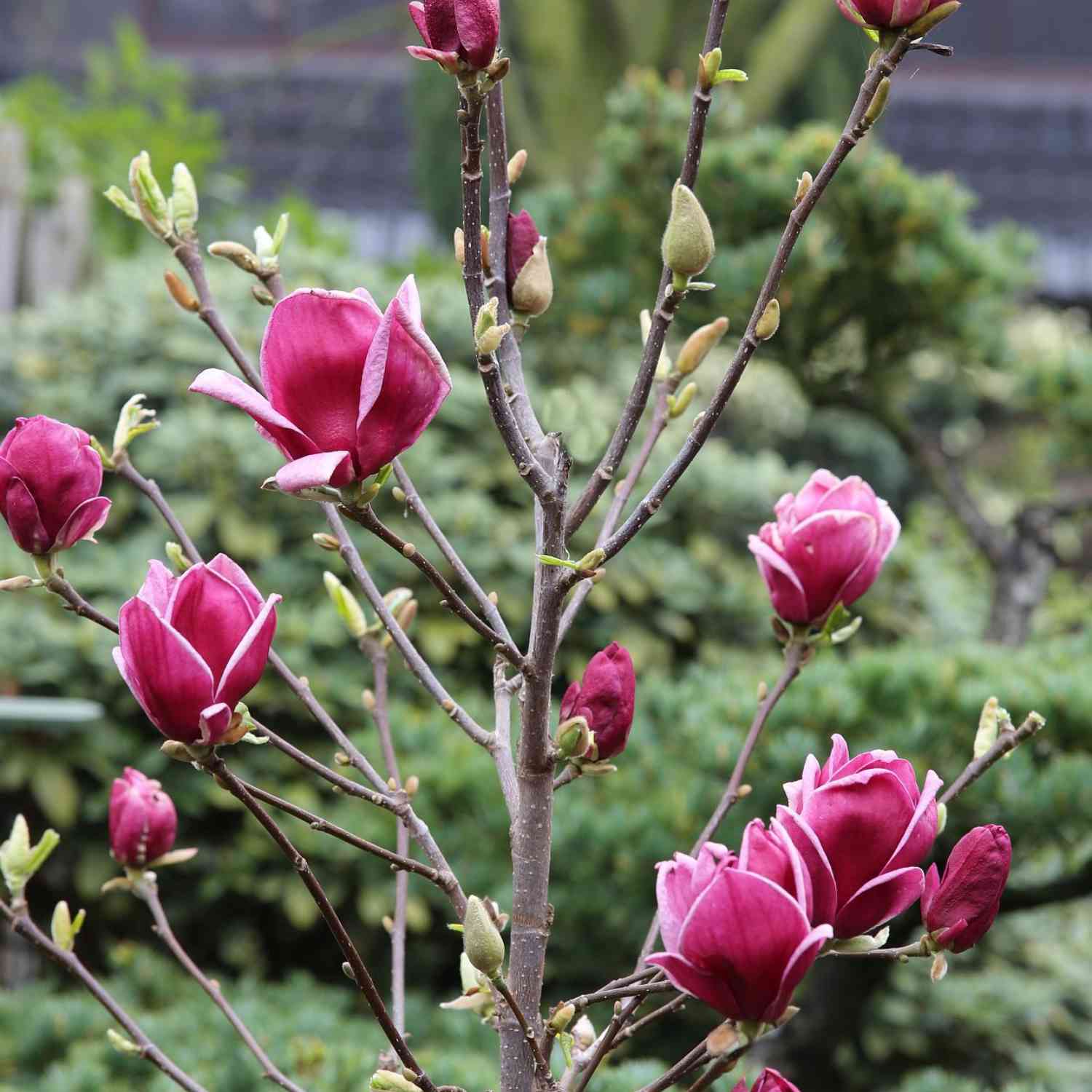 Magnolie 'Genie®'