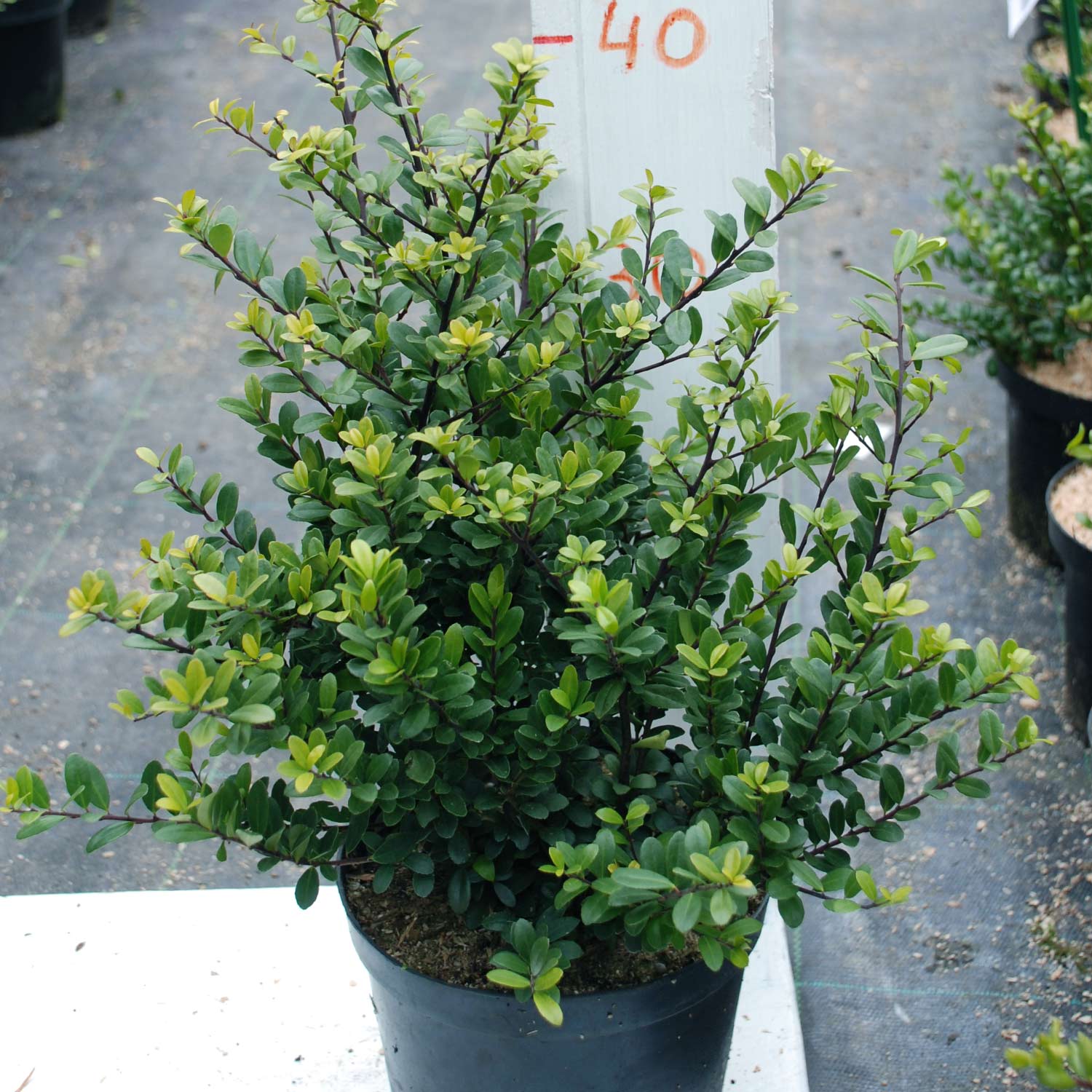 Ilex 'Dark Green®'
