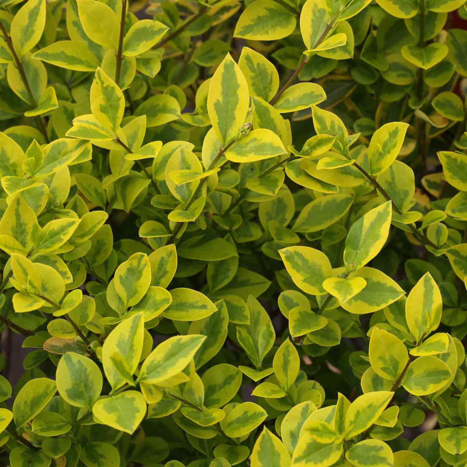 Goldliguster 'Aureum'