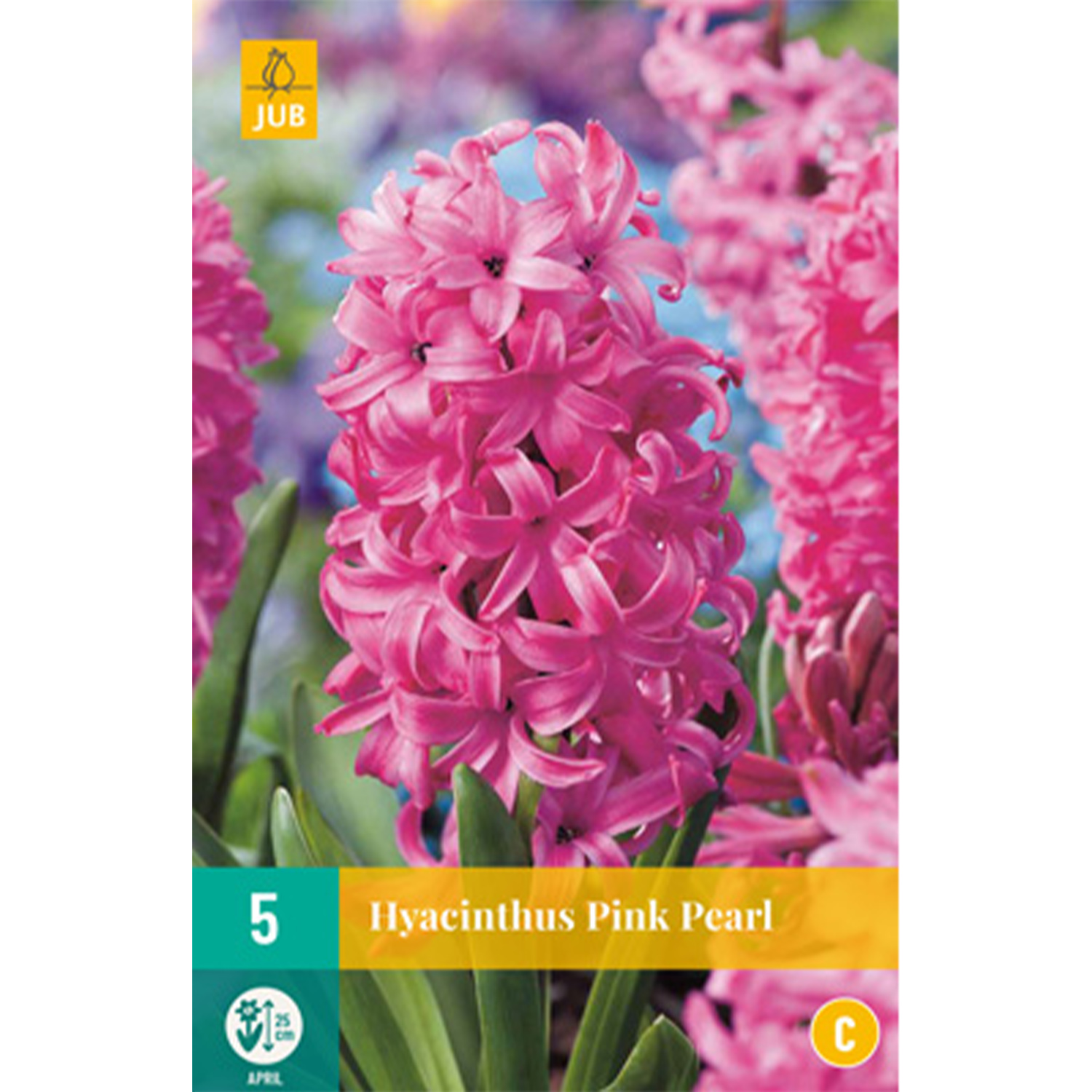 Hyazinthe 'Pink Pearl' - 5 Stück Liefergröße: Zwiebelgröße 15/16
