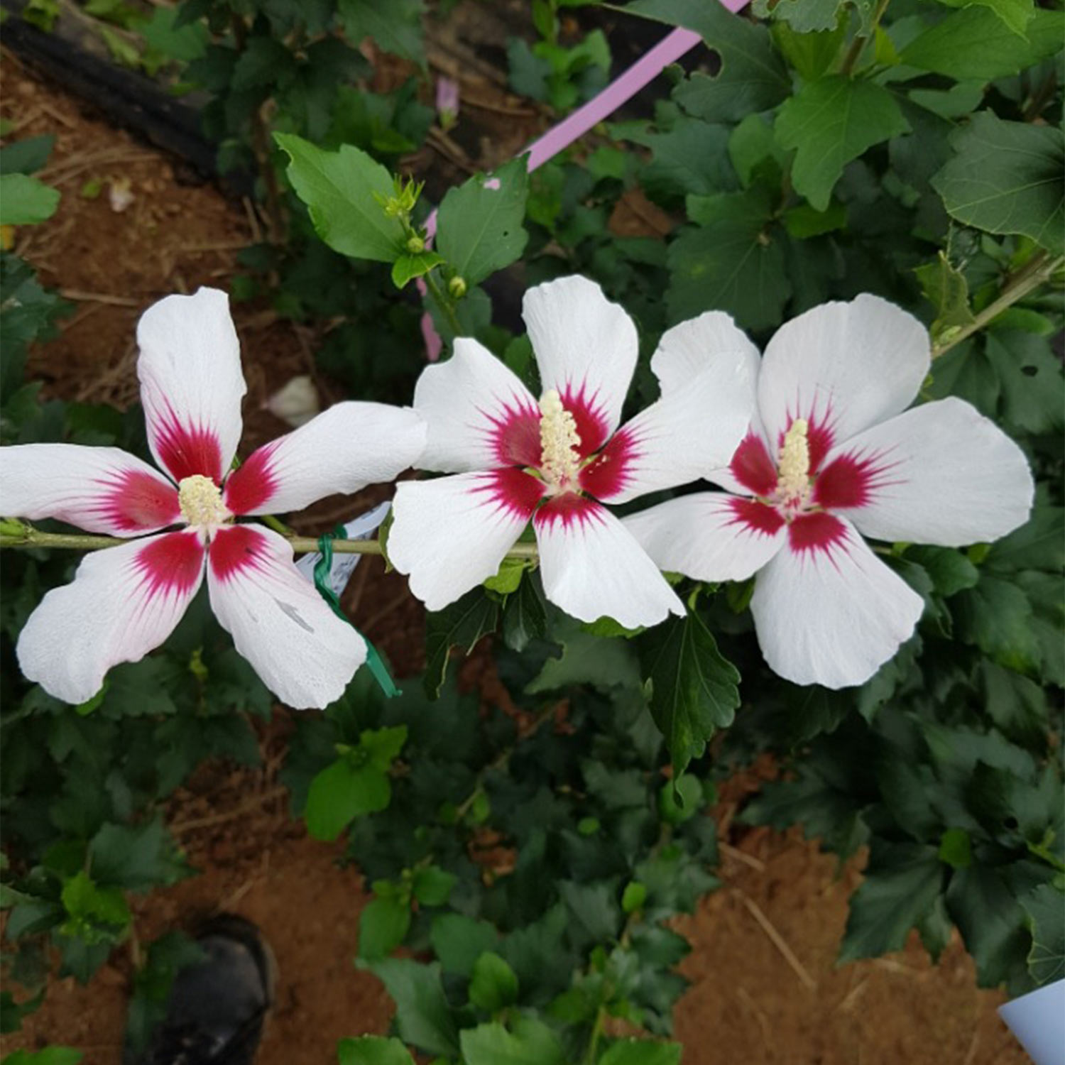 Zwerg-Hibiscus 'Little Legends White®'