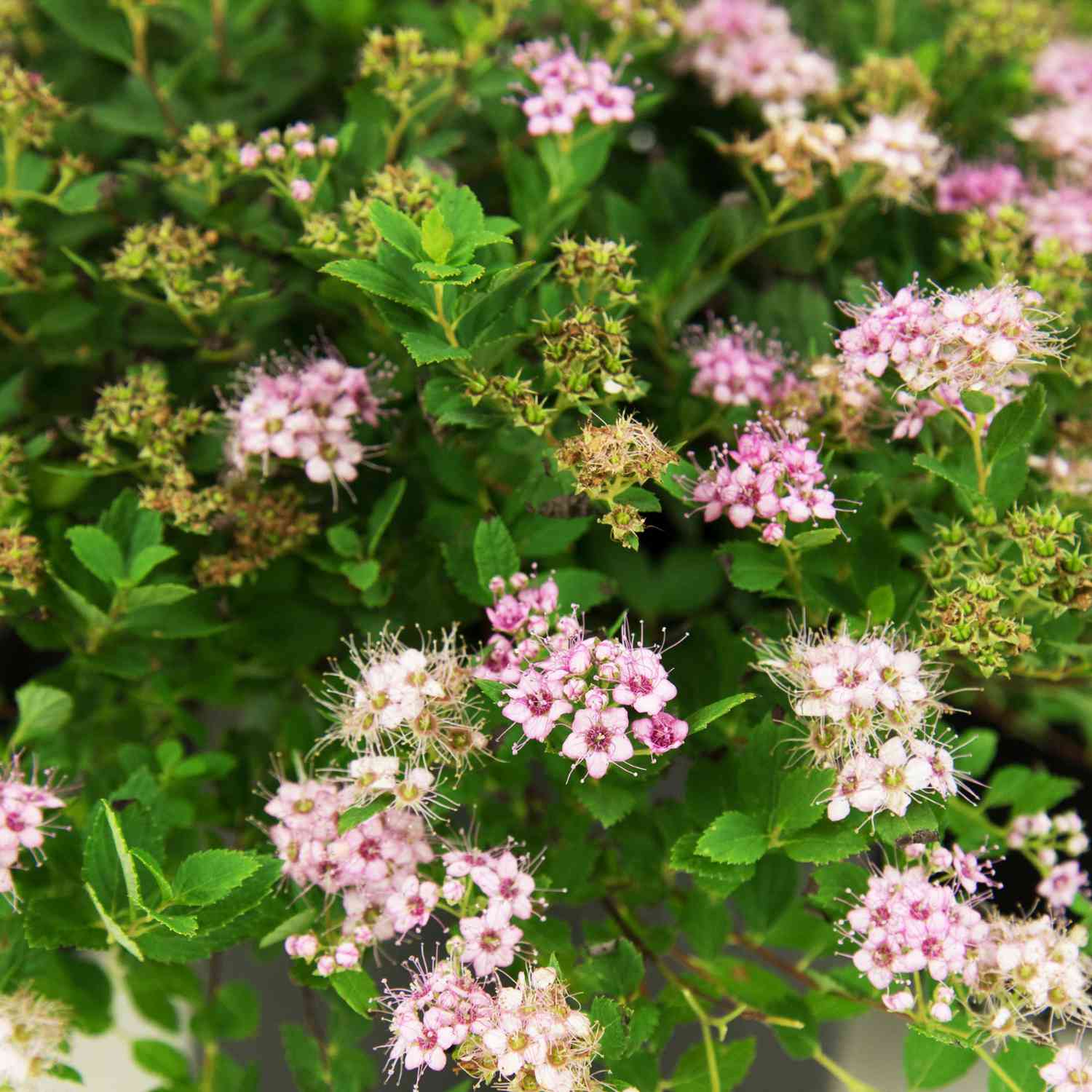 Zwerg-Spiere 'Little Princess'