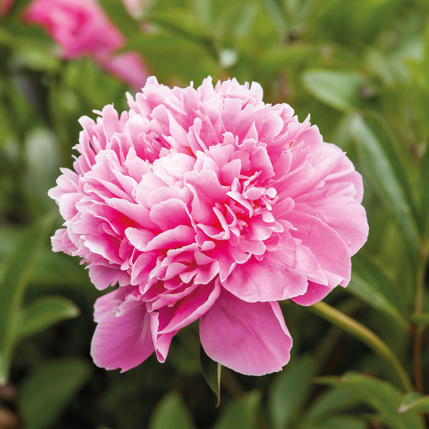 Kategorie <b>Stauden </b> - Pfingstrose 'Alexander Fleming' Lieferform: Im 1 Liter Topf - Paeonia lactiflora 'Alexander Fleming'