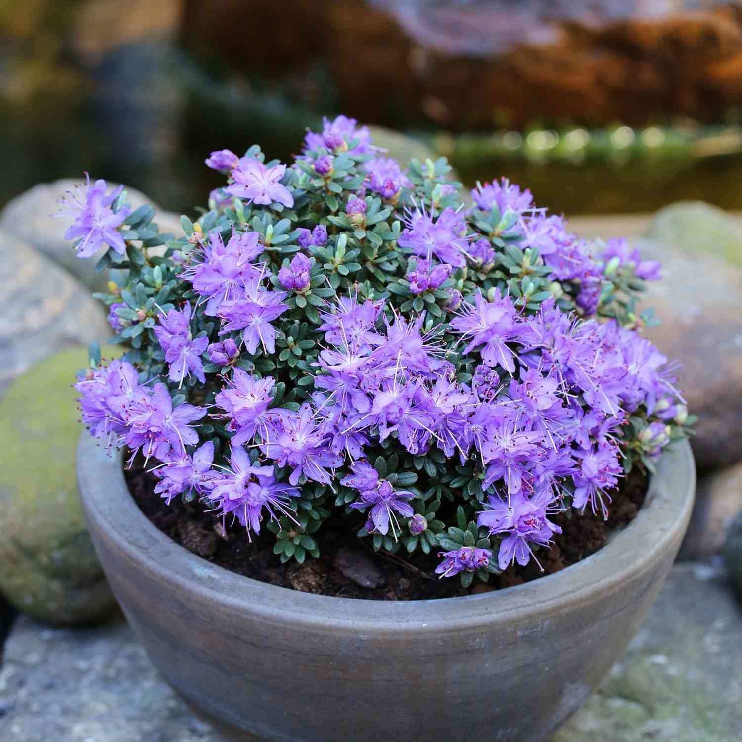 Zwerg-Rhododendron / Rhododendron impeditum Zwerg-Rhododendron / Rhododendron impeditum