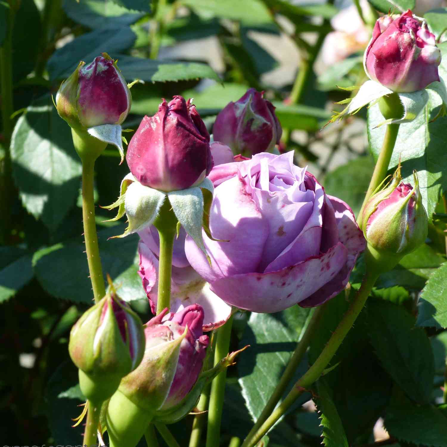 Nostalgische Rose 'Novalis®' - ADR Rose