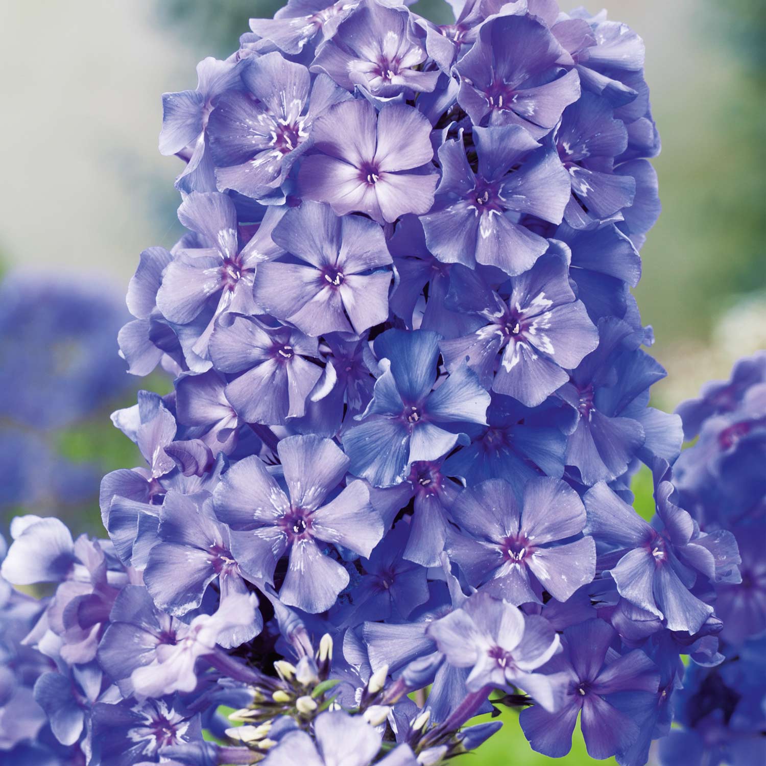 Kategorie <b>Stauden </b> - Edelphlox - Hohe Flammenblume 'Blue Paradise' Lieferform: Im 9 cm Topf - Phlox paniculata