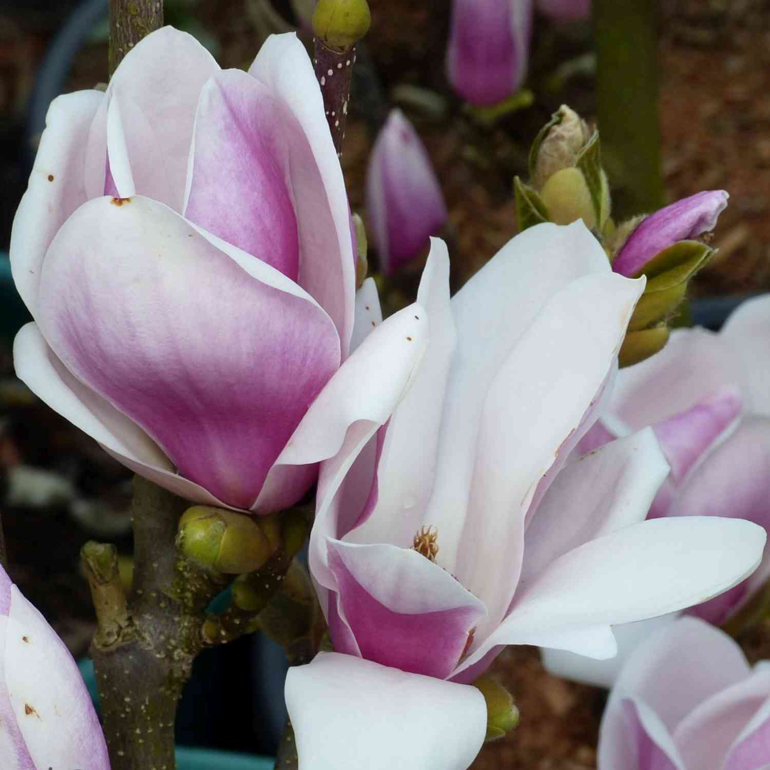 Magnolie 'Satisfaction®'