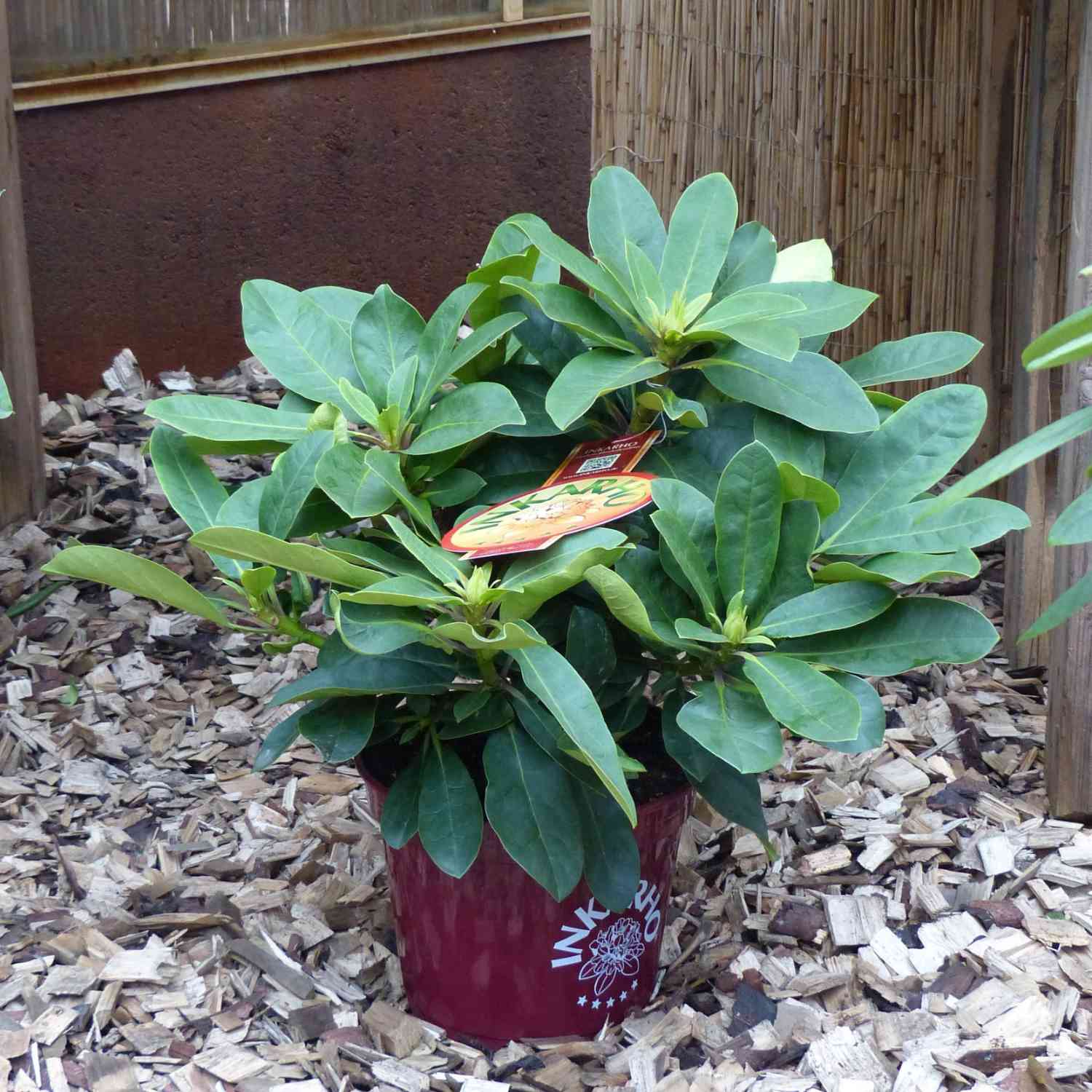 Rhododendron 'Furnivall's Daughter' - Easydendron® Rhododendron 'Furnivall's Daughter' - Easydendron®