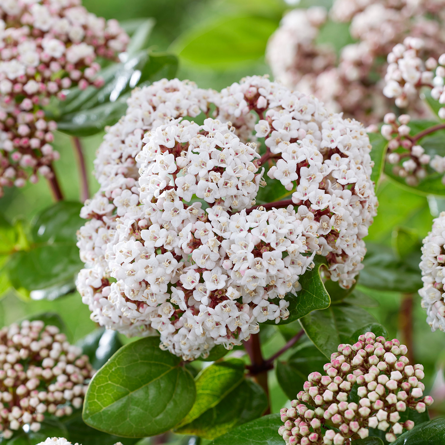 Lorbeer-Schneeball 'Rock 'n Rolla®'