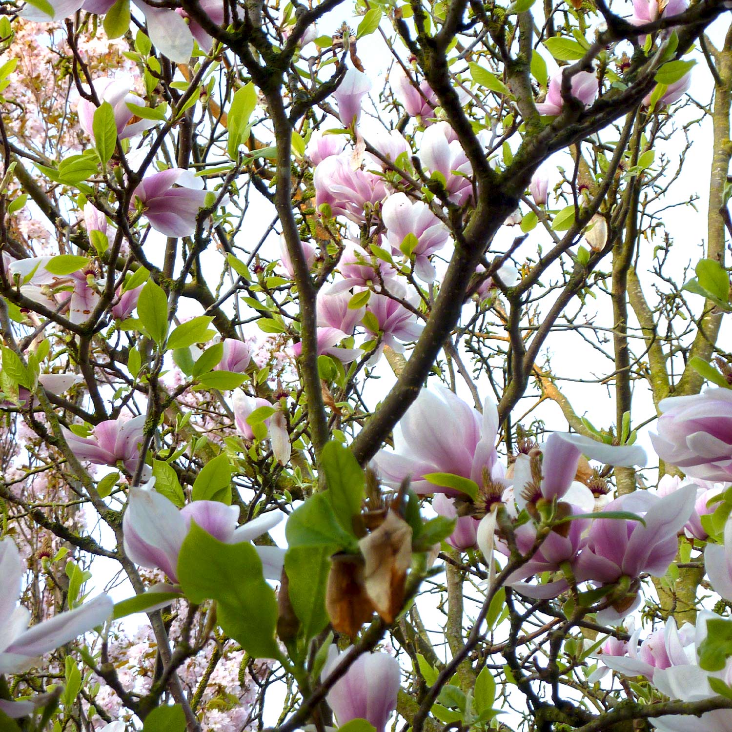 Tulpenmagnolie - Der Klassiker