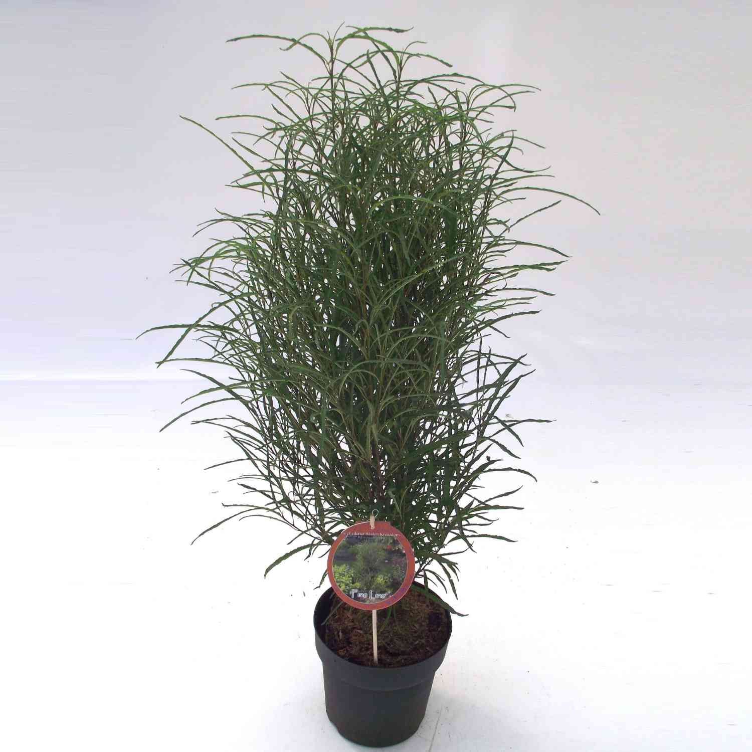 Farnblättriger Säulen-Faulbaum / Farnblättriges Pulverholz 'Fine Line®'