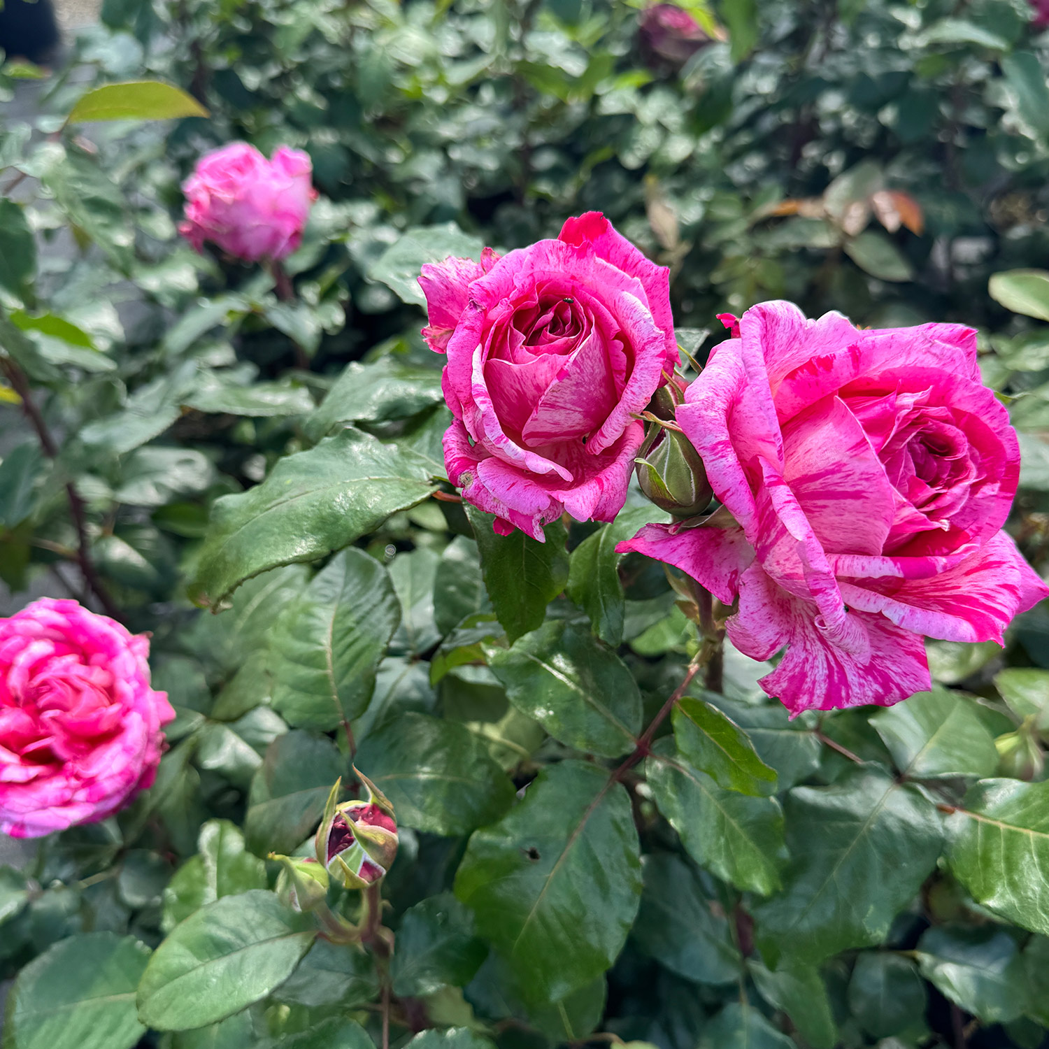 Duftrose Nirparfum® 'Crazy Fashion®' Duftrose Nirparfum® 'Crazy Fashion®'