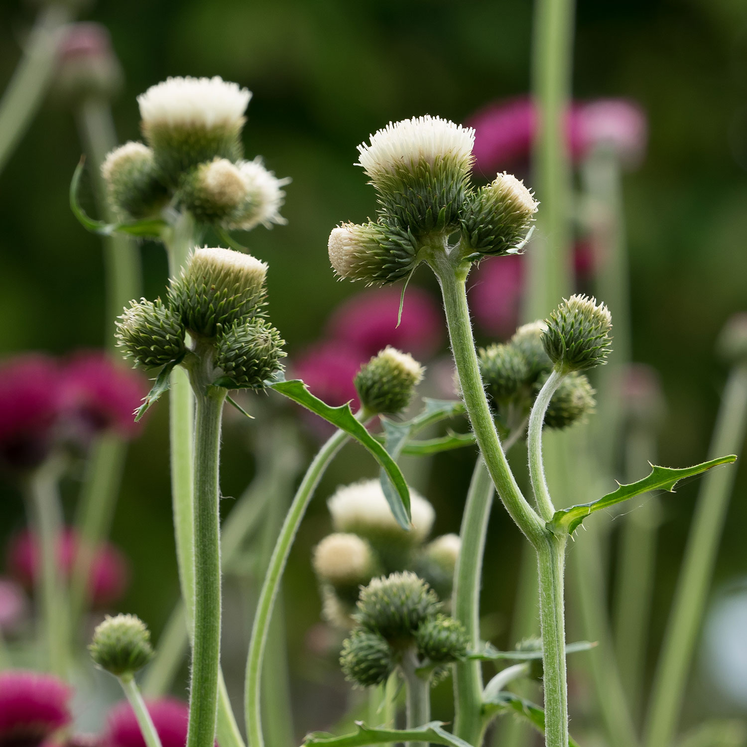 Kategorie <b>Stauden </b> - Bach-Kratzdistel 'Frosted Magic' Lieferform: Im 9 cm Topf - Cirsium rivulare 'Frosted Magic'