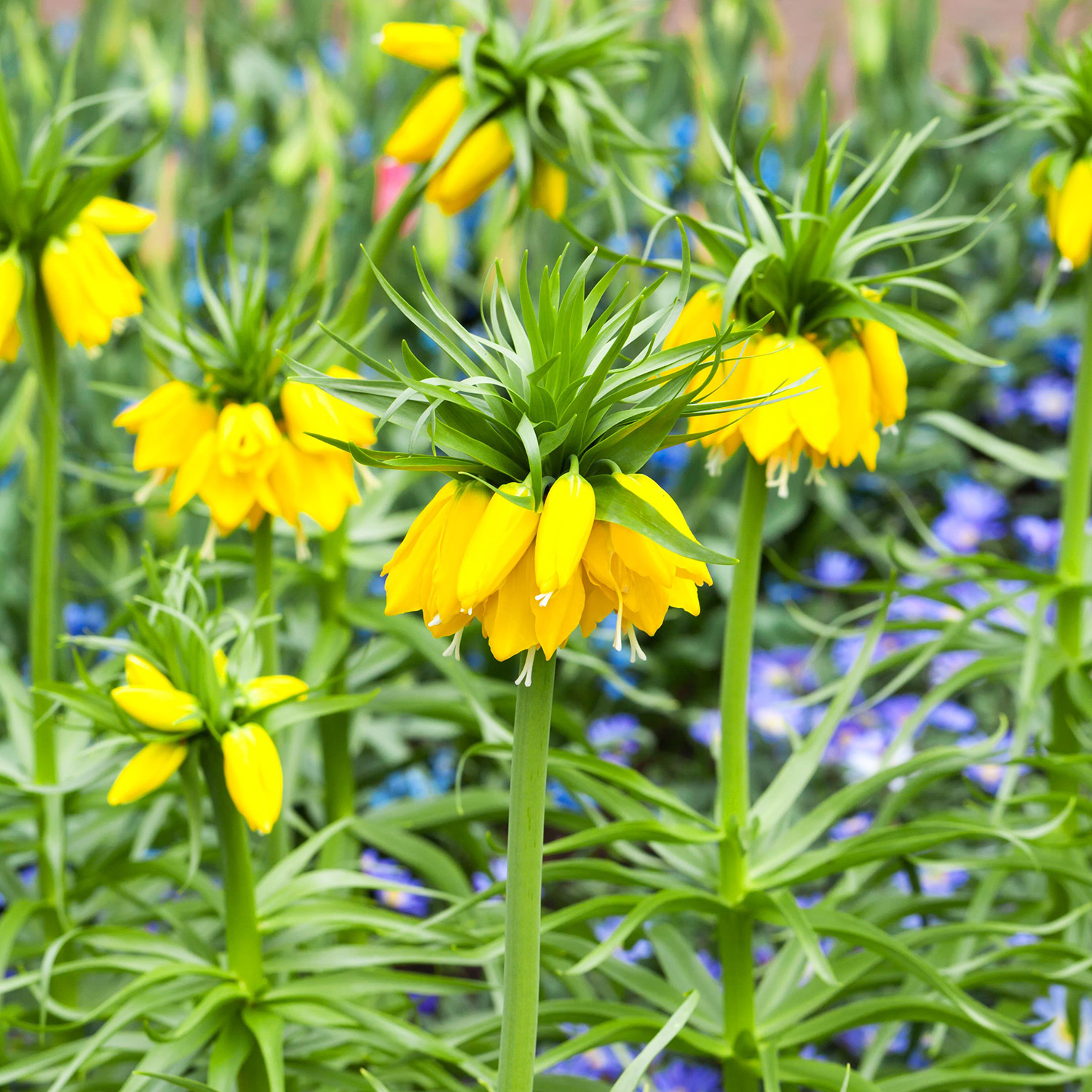 Kaiserkrone 'Lutea' (gelb) - 1 Stück Liefergröße: Zwiebelgröße 20/+