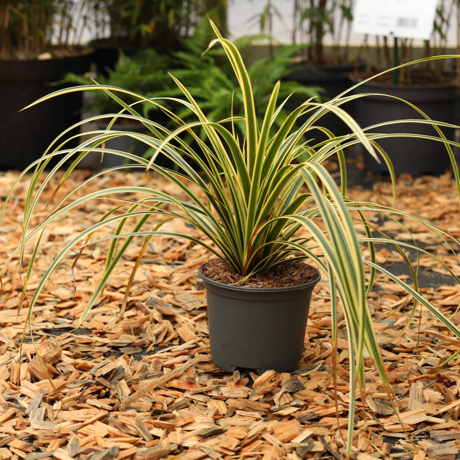 Grünblättrige Segge 'Vanilla Ice' Lieferform: Im 0,5 Liter Topf