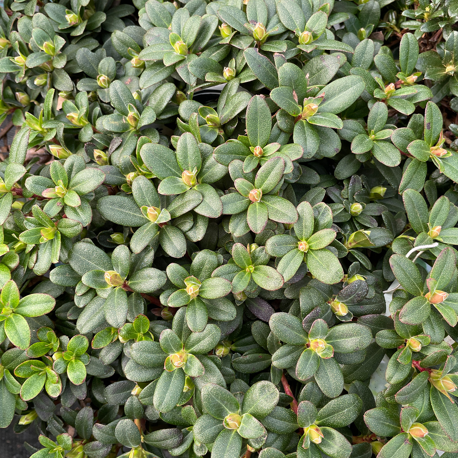 Zwerg-Rhododendron 'Wren'