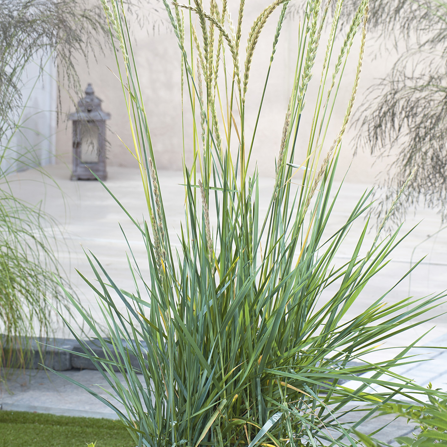 Strandroggen Lieferform: Im 9 cm Topf