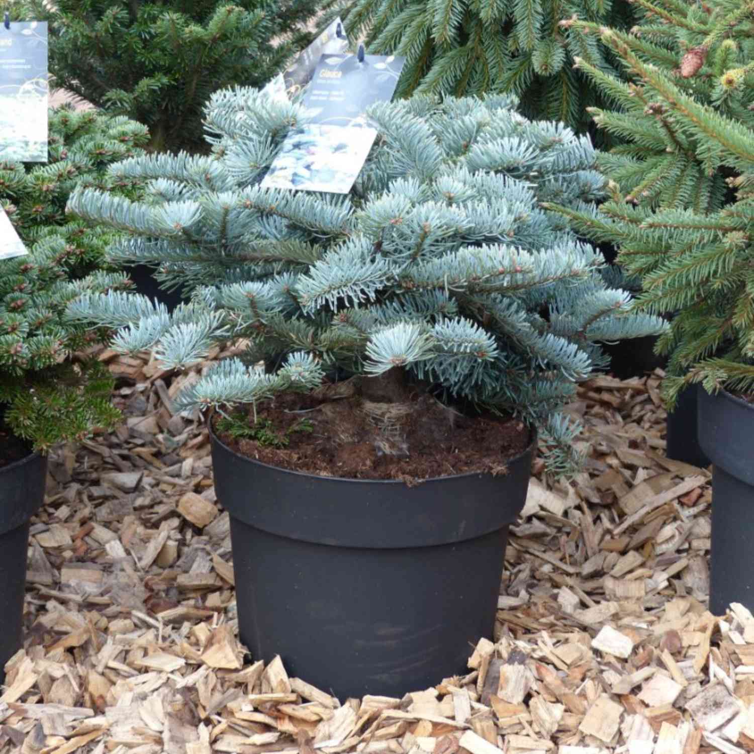 Blaue Edeltanne/Silbertanne 'Glauca'