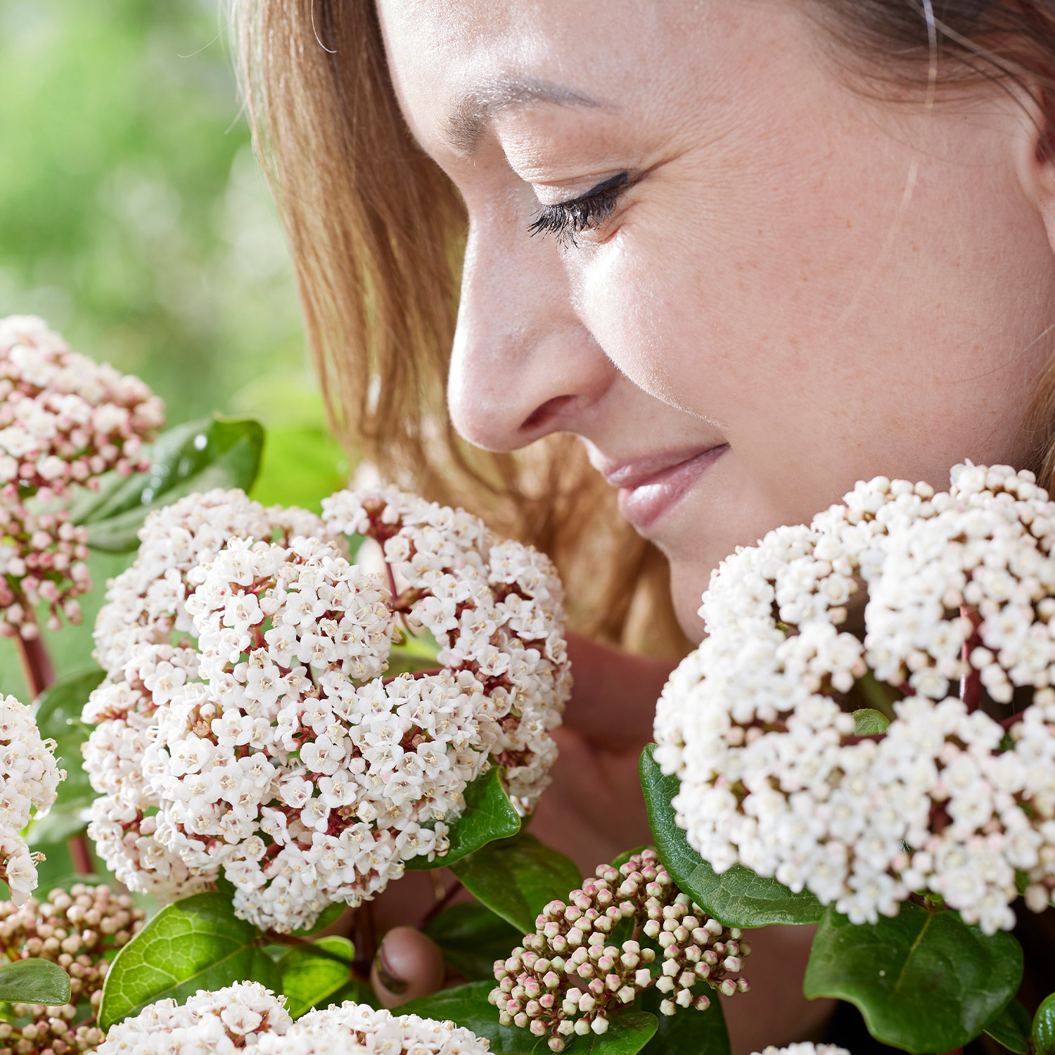 Lorbeer-Schneeball 'Rock 'n Rolla®' Lorbeer-Schneeball 'Rock 'n Rolla®'