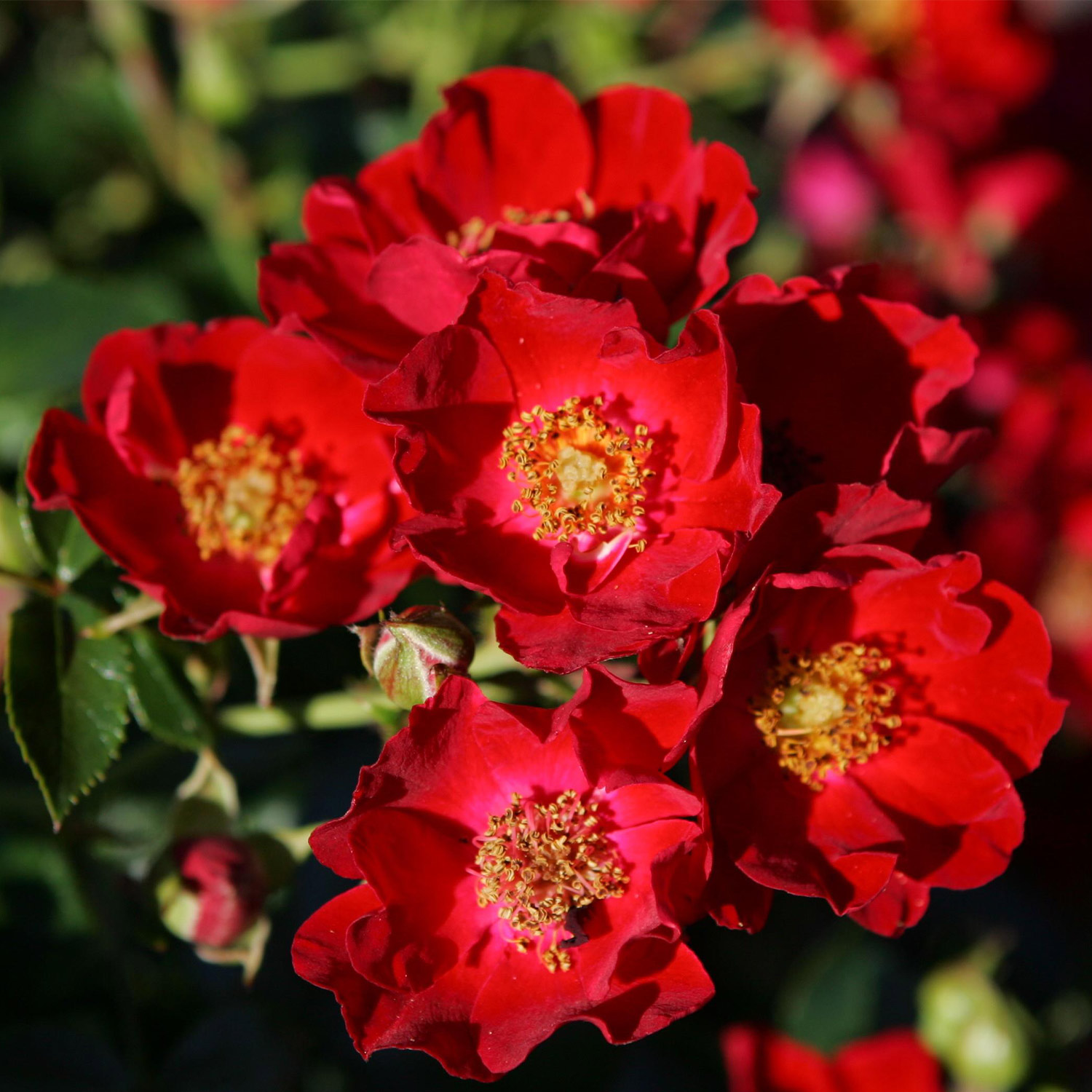 Bodendecker - Bodendeckerrose 'Bassino' Lieferform: Im 5 Liter Topf - Rosa