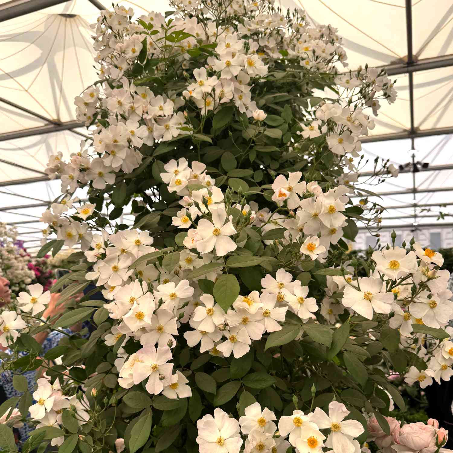 Ramblerrose 'Francis E. Lester'