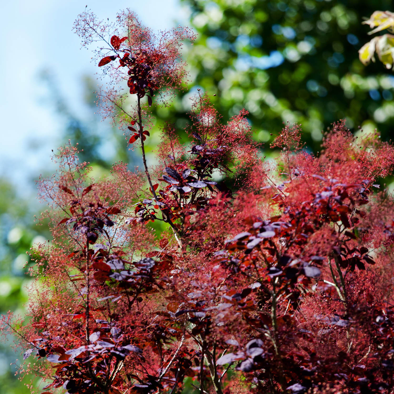 Perückenstrauch 'Royal Purple'