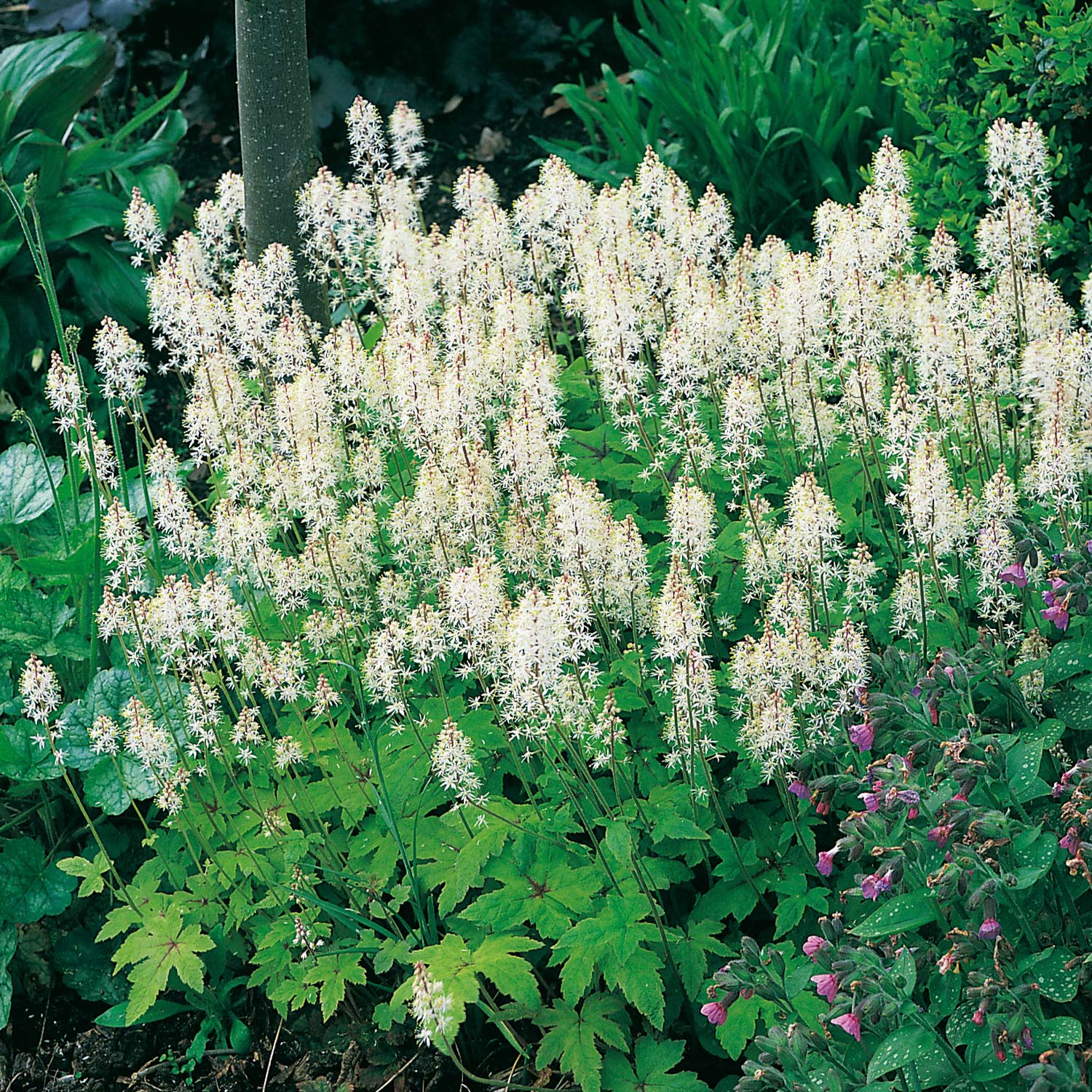 Weiße Schaumblüte